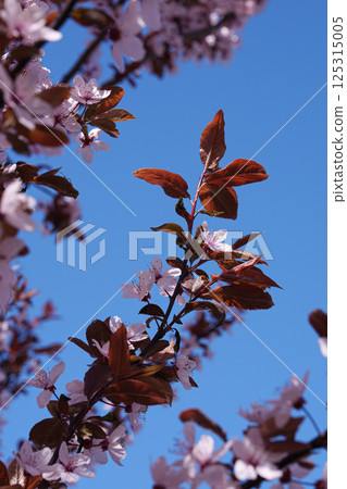 Low angle view, plum blossoms in spring. Blue clear sky. Place for text. Low angle view, plum blossoms in spring. Blue clear sky. Place for text. 125315005