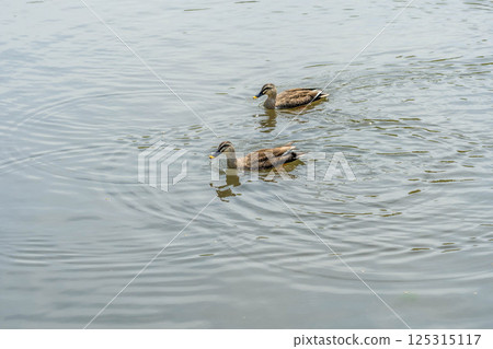 Kamo Pond ~A Calm Spring Day~ 125315117