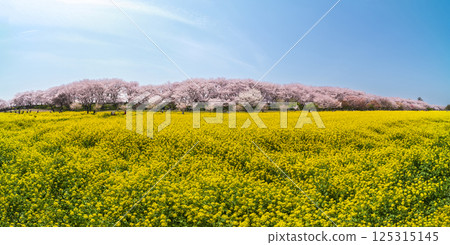Spring scenery at Gongendo Park in Saitama: Cherry blossoms and rape blossoms in full bloom against the blue sky [Satte City, Saitama Prefecture] 125315145