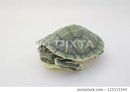 Close-Up of a Green Turtle Isolated on a White Background Close-Up of a Green Turtle Isolated on a White Background 125315344
