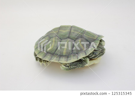 Close-Up of a Green Turtle Isolated on a White Background Close-Up of a Green Turtle Isolated on a White Background 125315345