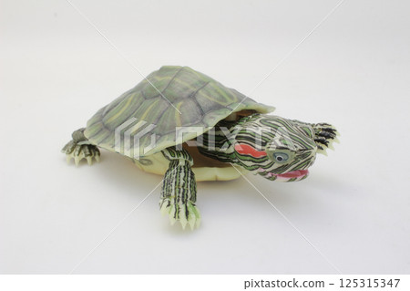 Close-Up of a Green Turtle Isolated on a White Background 125315347