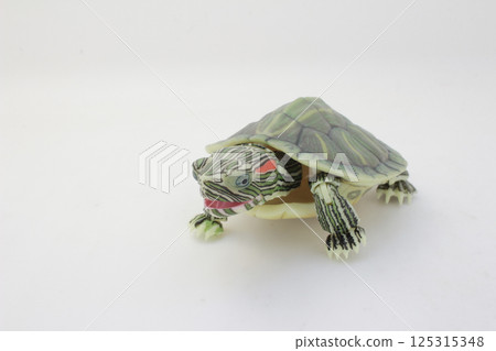 Close-Up of a Green Turtle Isolated on a White Background Close-Up of a Green Turtle Isolated on a White Background 125315348