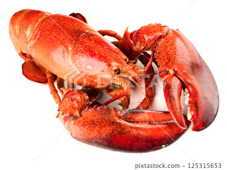 Red lobster on white background Red lobster on white background 125315653