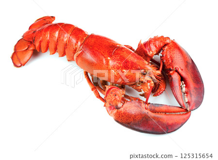 Red lobster on white background 125315654