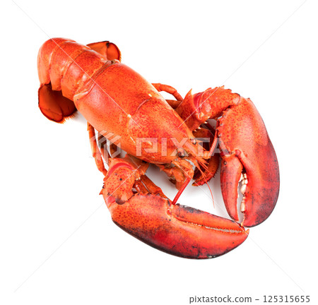Red lobster on white background 125315655