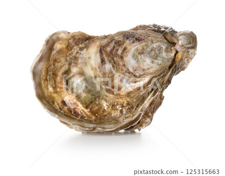Oyster on white background 125315663
