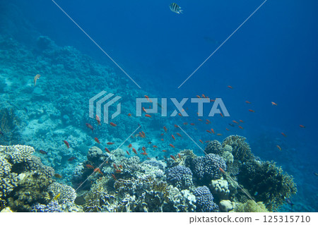 Underwater Scene With Coral Reef Underwater Scene With Coral Reef 125315710
