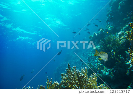 Underwater Scene With Coral Reef 125315717