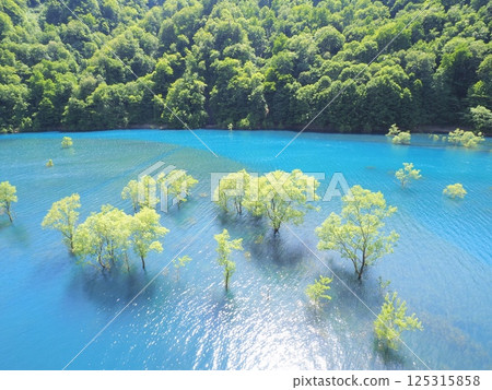初夏才能看到的絕景：秋田縣仙北市秋泉湖的水下森林 125315858