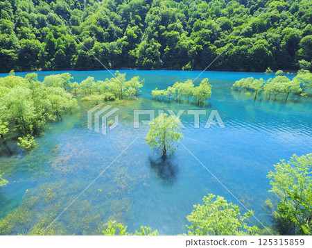 初夏才能看到的絕景：秋田縣仙北市秋泉湖的水下森林 125315859