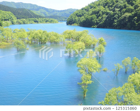初夏才能看到的絕景:秋田縣仙北市秋泉湖的水下森林 初夏才能看到的絕景:秋田縣仙北市秋泉湖的水下森林 125315860