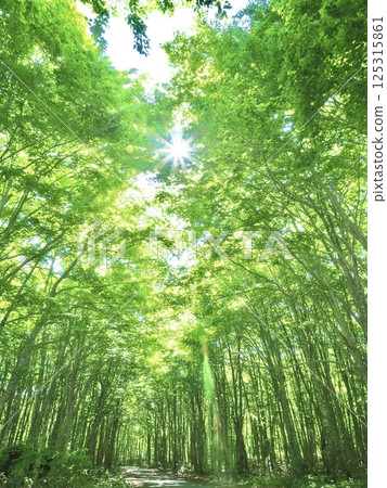 被新鮮綠樹環繞的山毛櫸森林 被新鮮綠樹環繞的山毛櫸森林 125315861