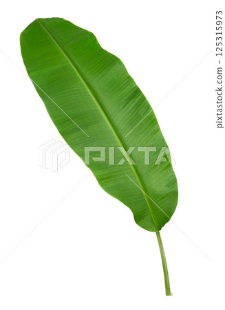 Banana green leaf tropical plant isolated on white background. Banana green leaf tropical plant isolated on white background. 125315973