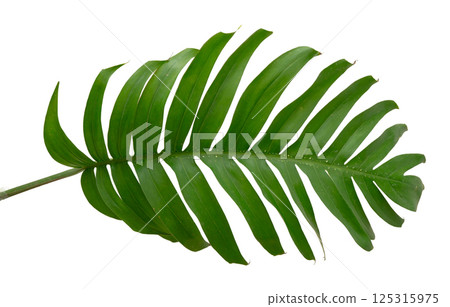 Monstera green leaf tropical plant isolated on white background. 125315975