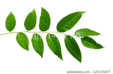 Fresh green leaves plant branch natural isolated on white background. 125315977