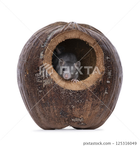 Rat on white background Rat on white background 125316049