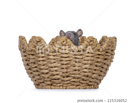 Rat on white background 125316052
