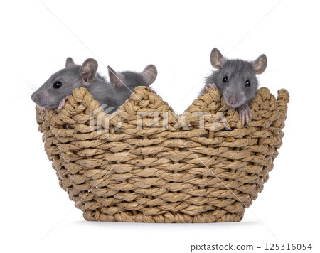 Rat on white background 125316054