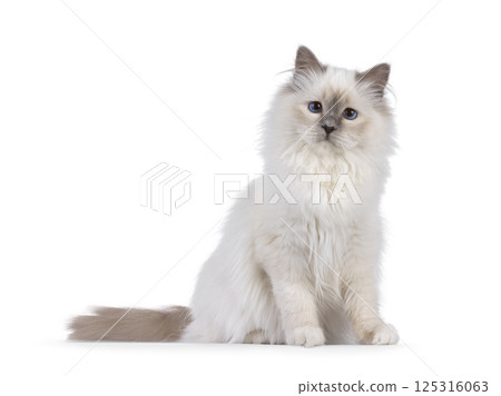 Birman cat on white background 125316063