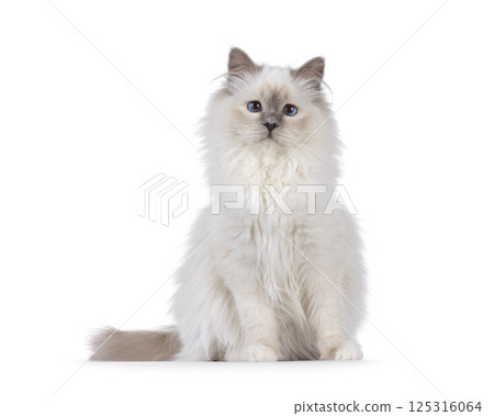 Birman cat on white background 125316064
