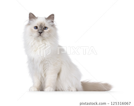 Birman cat on white background 125316067