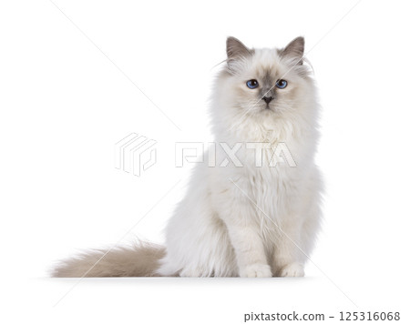 Birman cat on white background Birman cat on white background 125316068