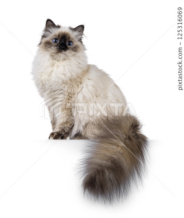 Birman cat on white background Birman cat on white background 125316069