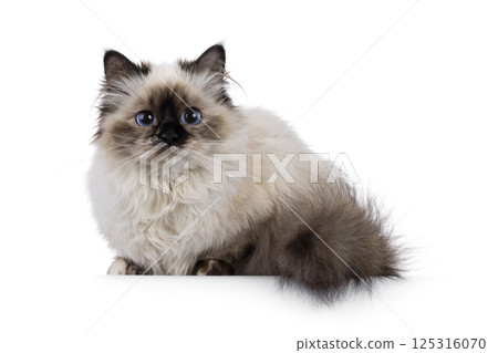 Birman cat on white background 125316070