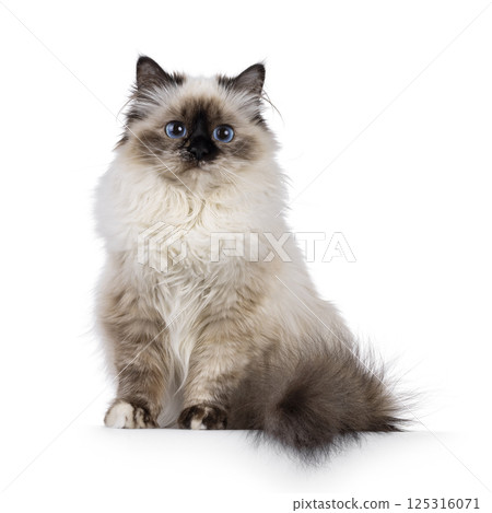 Birman cat on white background 125316071
