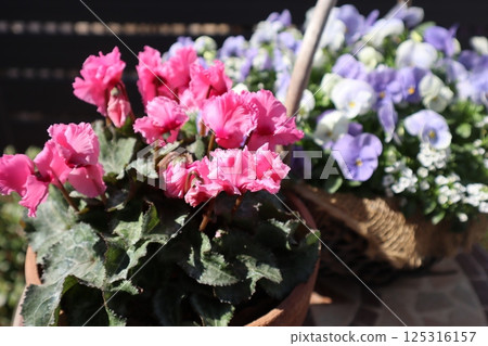 第二年春天開花的微型仙客來 125316157