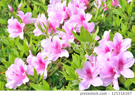 Azalea 125316167