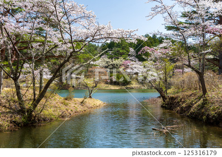半田沼的櫻花盛開 125316179