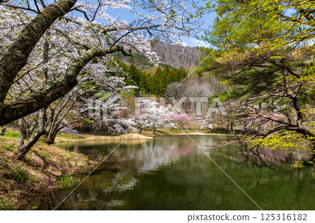 Cherry blossoms blooming at Handanuma 125316182