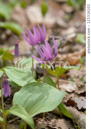 Dogtooth violets, Inaho Hidamari Park, Sapporo 125316203