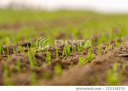 A group of green sprouts growing from the soil. Young plants growing in a farmer's field. A group of green sprouts growing from the soil. Young plants growing in a farmer's field. 125316233