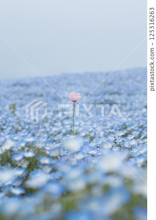 粉蝶花、藍天、白雲和粉紅色花朵 125316263