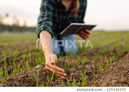 A woman agronomist examines new sprouted shoots in the field using a digital tablet. 125316335