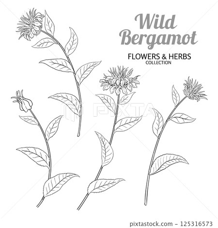 Wild Bergamot Plant Outline Illustration 125316573
