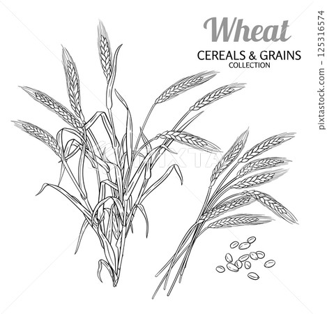 Wheat Plant with Seeds Outline Illustration. 125316574