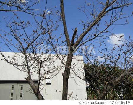 Still hard cherry bud Still hard cherry bud 125316619