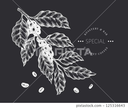 Coffee Branch Chalk Board Illustration. Vector Hand Drawn Isolated Coffee Tree. Vintage Style Plant 125316643