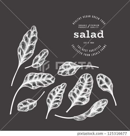 Vintage Style Chalk Board Beet Greens Illustration. Green Vegetable Illustration. Vector Hand Drawn Salad. 125316677