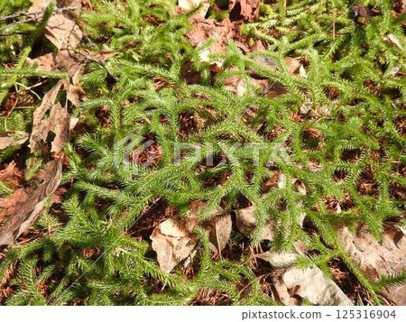 "Staghorn fern" of the Lycopodium family "Staghorn fern" of the Lycopodium family 125316904