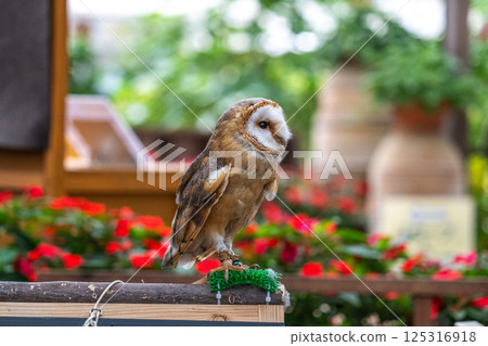 倉owl 125316918
