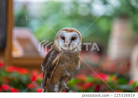 Barn owl 125316919