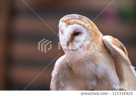 倉owl 125316920