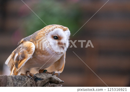 Barn owl 125316921