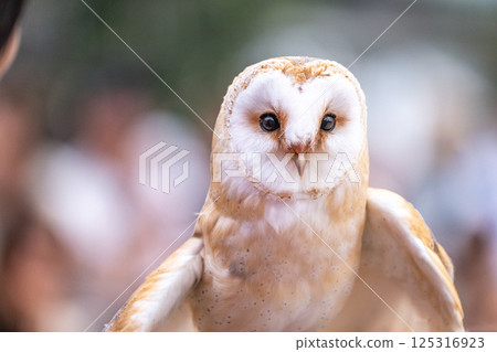 Barn owl Barn owl 125316923
