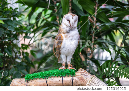 倉owl 125316925